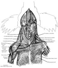 intersection, dividing the cleidocervicalis (A1) and cleidobrachialis