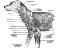Canine shoulder flexor muscles Canine shoulder flexors are human shoulder extensors, e.g.