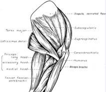 more muscle mass Long head is a shoulder flexor Medial head Accessory head Long head Lateral head Medial head Elbow extensor & shoulder extensor