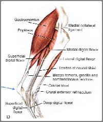 Semitendinosus Gracilis Superficial digital flexor (No soleus) Calcaneal tendon/ Achille