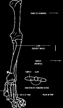 the humerus Bones & Joints Shoulder.