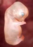 free. Embryological Development Rotation in