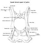 Bones & Joints Pelvis Narrower