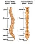 Vertebral segments Spinous processes length and orientation T 11 Bones & Joints Spine Point cranially