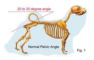 or extended sacrum (depends on tail posture) Bones & Joints Spine Increasingly larger from CSp LSp CSp