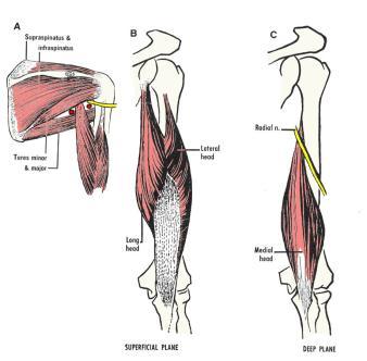 Long Head of the Triceps Brachii Innervation Radial n.