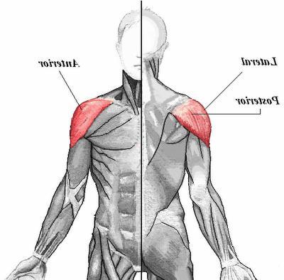 SUPPORTING STRUCTURES OF THE GH JOINT Rotator cuff SITS muscles surround humeral head and actively hold it against the glenoid fossa Capsular ligaments Relatively loose capsule attaches the rim of