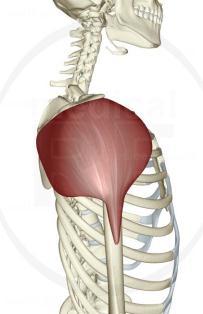 Deltoid: Middle Superior lateral surface of the acromion Deltoid tuberosity of the Sh ABD, Sh flexion Innervation