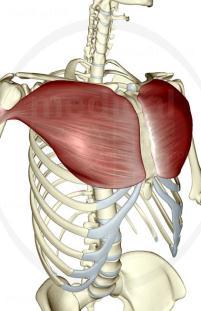 and cartilage of the first 6-7 ribs Crest of the greater tubercle of the Clavicular: Sh IR, Sh flexion, HADD Sternal: