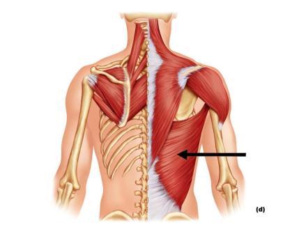 Latissimus Dorsi Thoracolumbar fascia, spinous processes of lower thoracic and lumbar vertebrae, posterior iliac crest, lower 4 ribs and