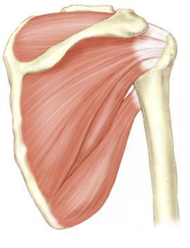 tidbit One of the rotator cuff muscles Lippert, p138 Teres Minor Posterior lateral border of the