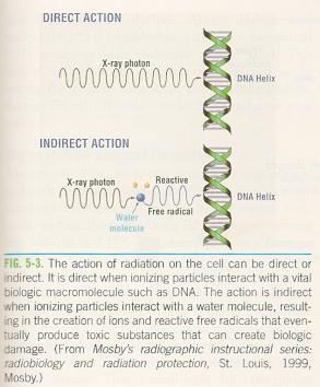 Molecular Effects Direct Hit an x-ray photon hits a critical molecule and damages or kills it (DNA) Indirect Hit an x-ray photon hits a water molecule and produces a free radical that hits a