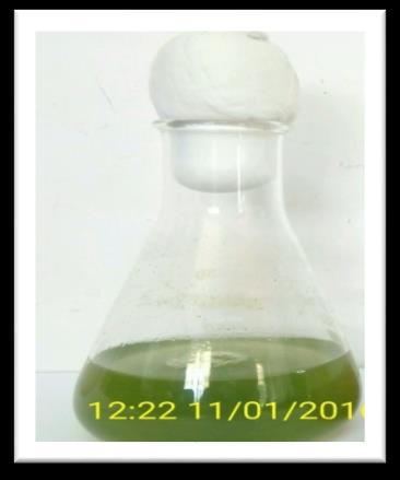 3. RESULTS AND DISCUSSION Haematococcus pluvialis was grown in the Bold Basal medium for 30 days and growth was evaluated by