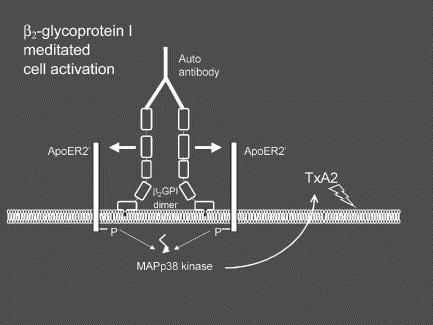 Interaction of β 2 -GPI with ApoER2 receptor on platelets.