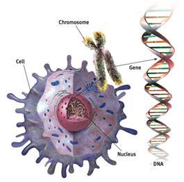 Genes: Our Code for Life DNA (deoxyribonucleic
