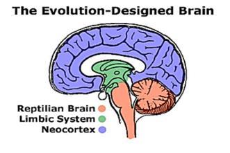 We Have Two Brains Cortical the Neo-Cortex Thinking Brain Discriminating & Curious This part of the brain separates us from animals; it allows us to think logically, delay gratification, and see from