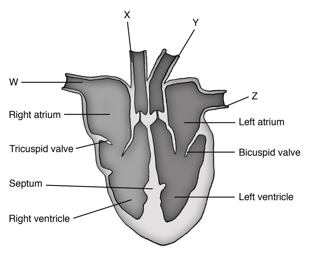 C. Animal tissues, organs and organ systems Part 2 1. The diagram below shows the structure of the heart. a. Name and describe the function of the parts W, X, Y and Z.