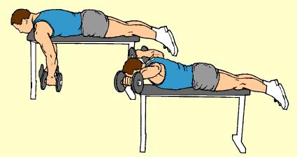 8) Lying Rear Deltoid Raise Rear Deltoids Lie face down on fairly tall flat bench. Hold dumbbells, palms facing, arms hanging down. Keep elbows locked, arms straight.
