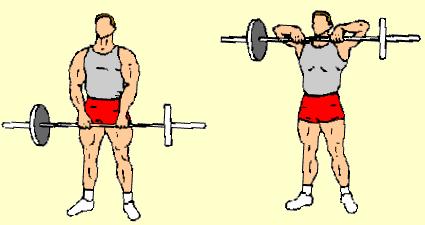 10) Medium Grip Barbell Upright Rowing Front Deltoids and Trapezius Hold barbell, palms down, hands 18" apart. Start with bar at arms' length.
