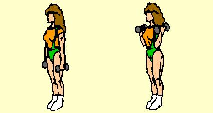 Stand erect, feet 16" apart. Keep back straight, head up, hips and legs locked. Start with dumbbells at arms' length, palms in.