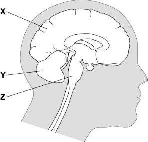 2 The diagram shows a vertical section through the head, showing the brain. (a) Use words from the box to name the structures labelled X, Y and Z on the diagram.