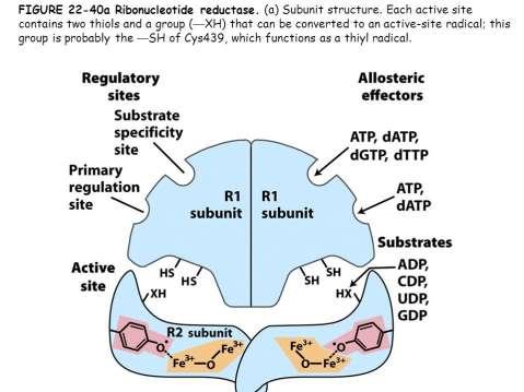 In eukaryotes, ribonucleotide reductase is a tetramer consisting of two R1 and two R2 subunits.
