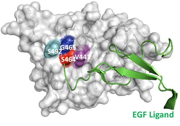efigure 6. Structural modeling of EGFR and mapping of EGFR ECD mutations identified in the patient cohort.