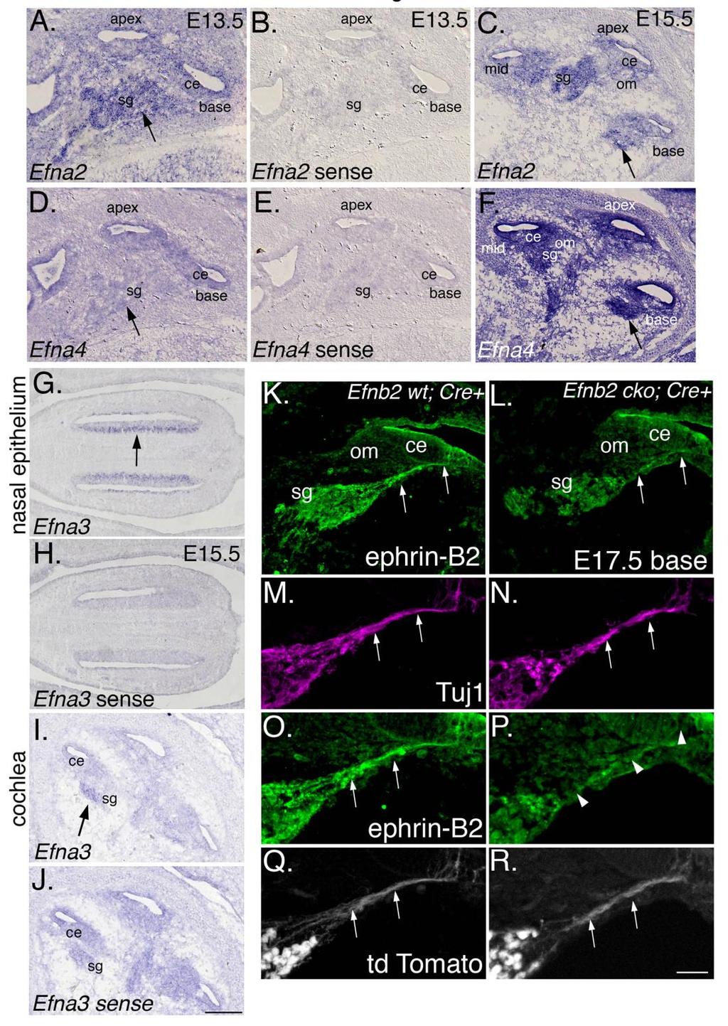 Figure S4, related to Figure 7. Efna2, Efna3, and Efna4 mrna expression patterns in the cochlea by in situ hybridization and demonstration of ephrin-b2 reduction in conditional knock-out mice.