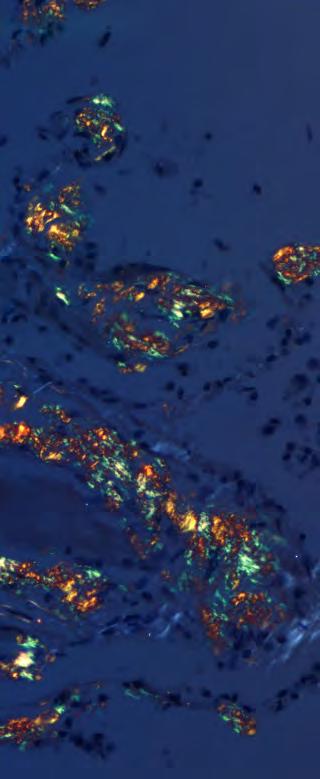 Figure 3 - Sample images of staining achieved with