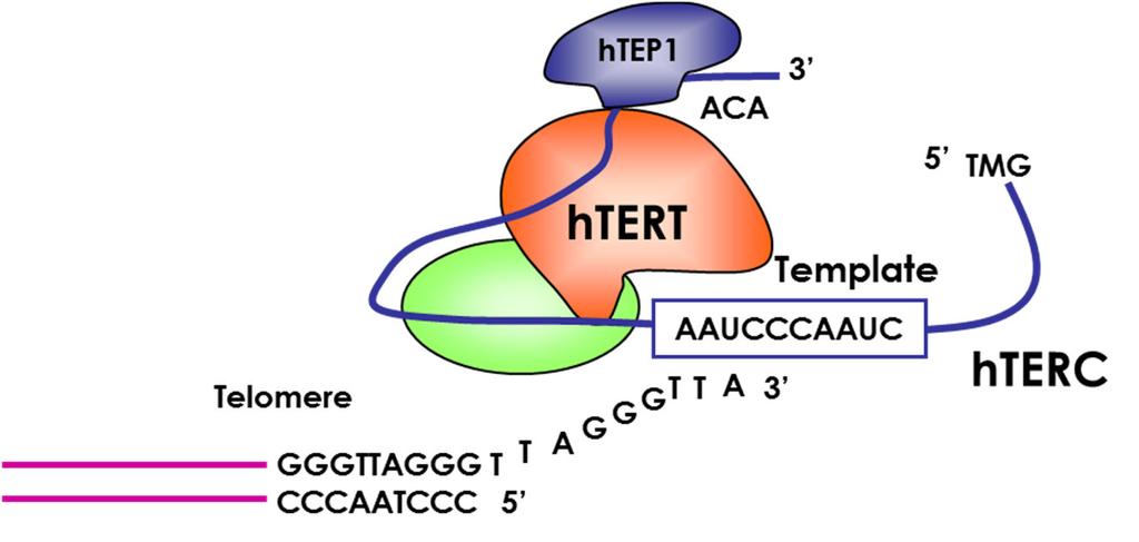 Telomerase and htert Normal Cancer htert GAPDH Structure of Telomerase Complex Human telomerase is a complex consisting of template RNA and enzyme subunits