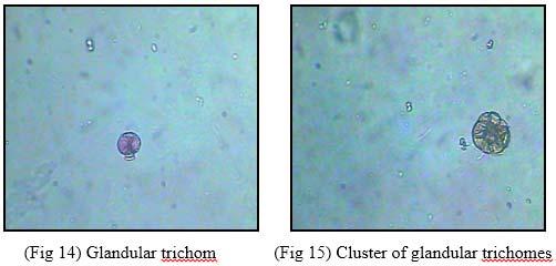 Microscopic characteristics of dried leaf powder of Jasminum sambac Ait. 4.