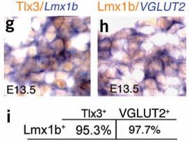 Glutamatergic cells revert to GABAergic cell fate LIM-class Hox gene Lmx1b normally coexpresses with Tlx3 and VGLUT2,