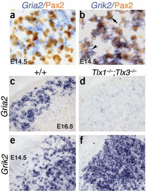 Tlx acts as a switch to activate the entire profile of cell-type specific markers GluR2 (encoded by Gria2) normally expressed in glutamatergic cells and do not colocalize with Pax2 GluR6/7 (encoded