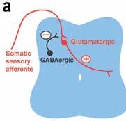 How do you tell glutamatergic neuron from GABAergic?