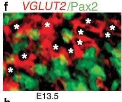 >96% of Tlx3 + cells coexpress VLUT2 Source: Cheng, L., et al.