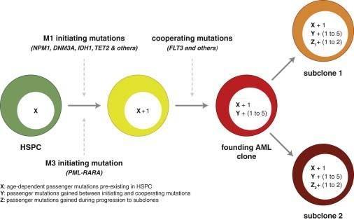 Evolution of mutations in