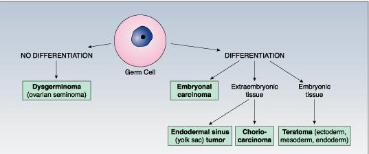 Germ cell
