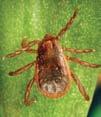 Tick ID BROWN DOG TICK Rhipicephalus sanguineus Where found: Worldwide. Transmits: spotted fever (in the southwestern U.S. and along the U.S.-Mexico border).