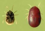 hermsi tick, before and after feeding. Photo taken by Gary Hettrick RML, NIAID.