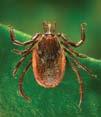 Comments: Adult ticks feed primarily on large mammals. Larvae and nymphs feed on small rodents. Adult ticks are primarily associated with pathogen transmission to humans. SOFT TICK Ornithodoros spp.