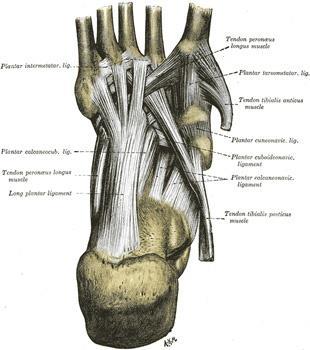 Anatomy Midfoot Chopart s Joint Midtarsal joints between
