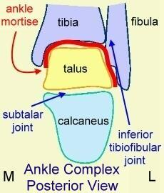 Anatomy Hindfoot Talocrural (Ankle) Joint Formed by Talus, Med.