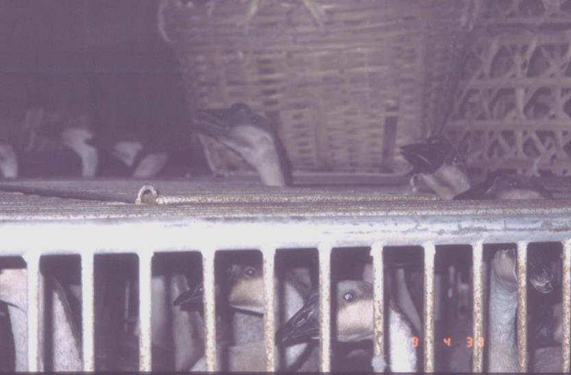 chickens 1997, Hong Kong: 18 human cases, 6