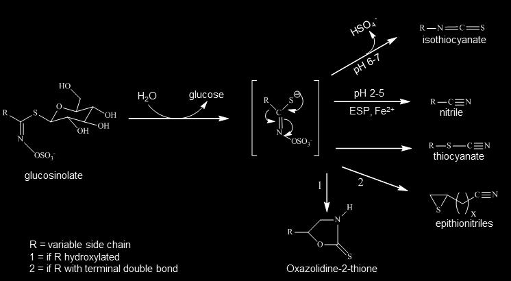 CHAPTER 1 Figure 1-1: Enzymatic breakdown of glucosinolates.