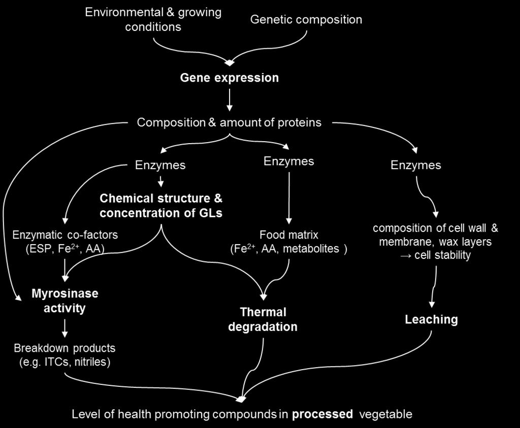 GENERAL DISCUSSION Figure 6-2: Possible genetic and environmental effects on factors influencing glucosinolate degradation during food processing, GLs = glucosinolates, ITC = isothiocyanates, MYR =