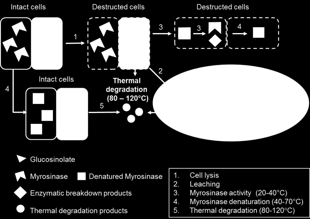 c) leaching of GLs, breakdown products and myrosinase into the cooking water and d) thermal degradation of GLs and breakdown products as illustrated in Figure 1-2.