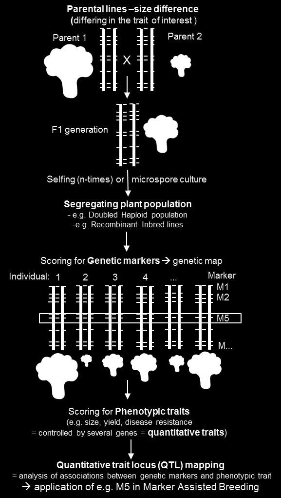 GENERAL INTRODUCTION used in marker-assisted selection (MAS), which is a selection method based on the genotype at a specific position.