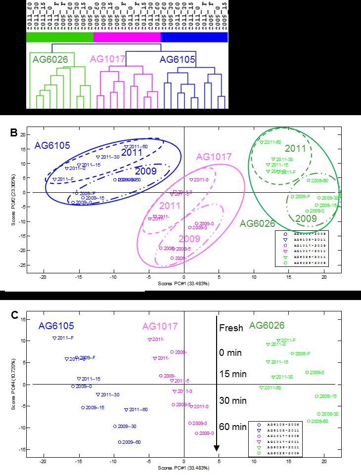 METABOLOMICS - IDENTIFICATION OF FACTORS INFLUENCING THERMAL DEGRADATION Figure 5-2:Dendogram of hierarchical cluster analysis (HCA) and scores plots of principle component
