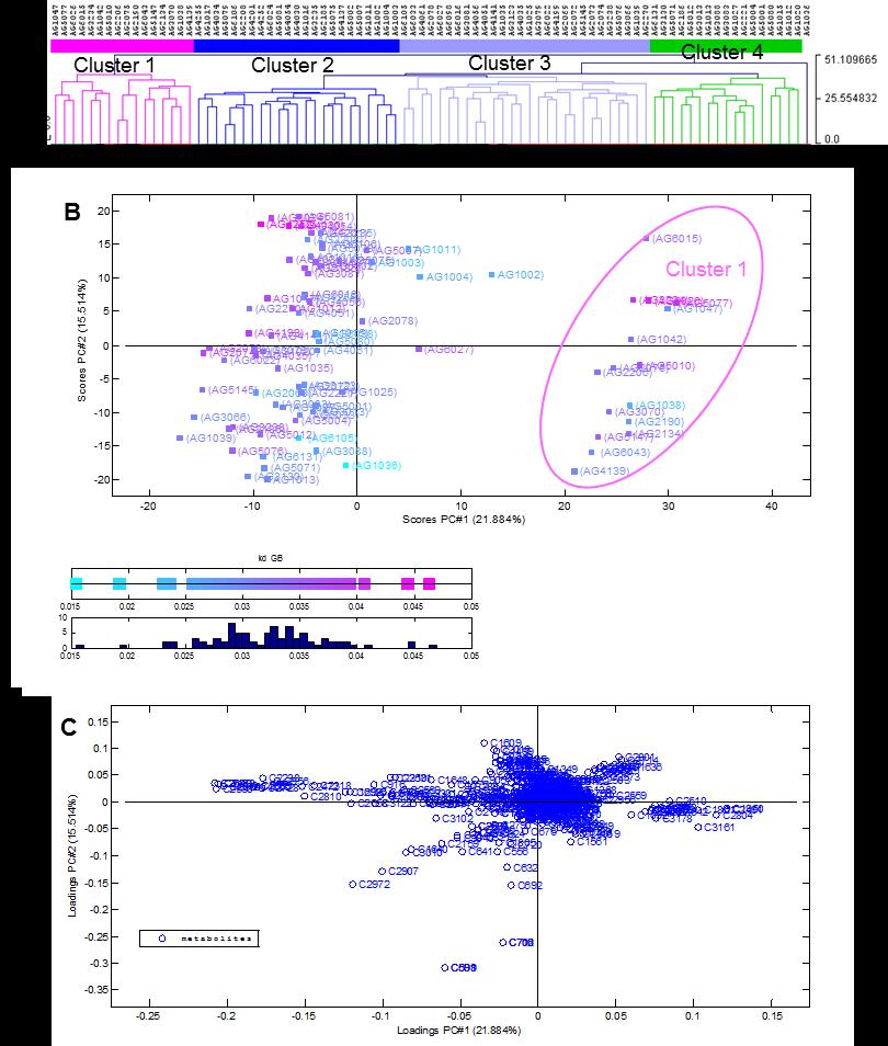 METABOLOMICS - IDENTIFICATION OF FACTORS INFLUENCING THERMAL DEGRADATION Figure 5-3: Dendogram of hierarchical cluster analysis (HCA) and scores and loadings plots of principle component (PC)