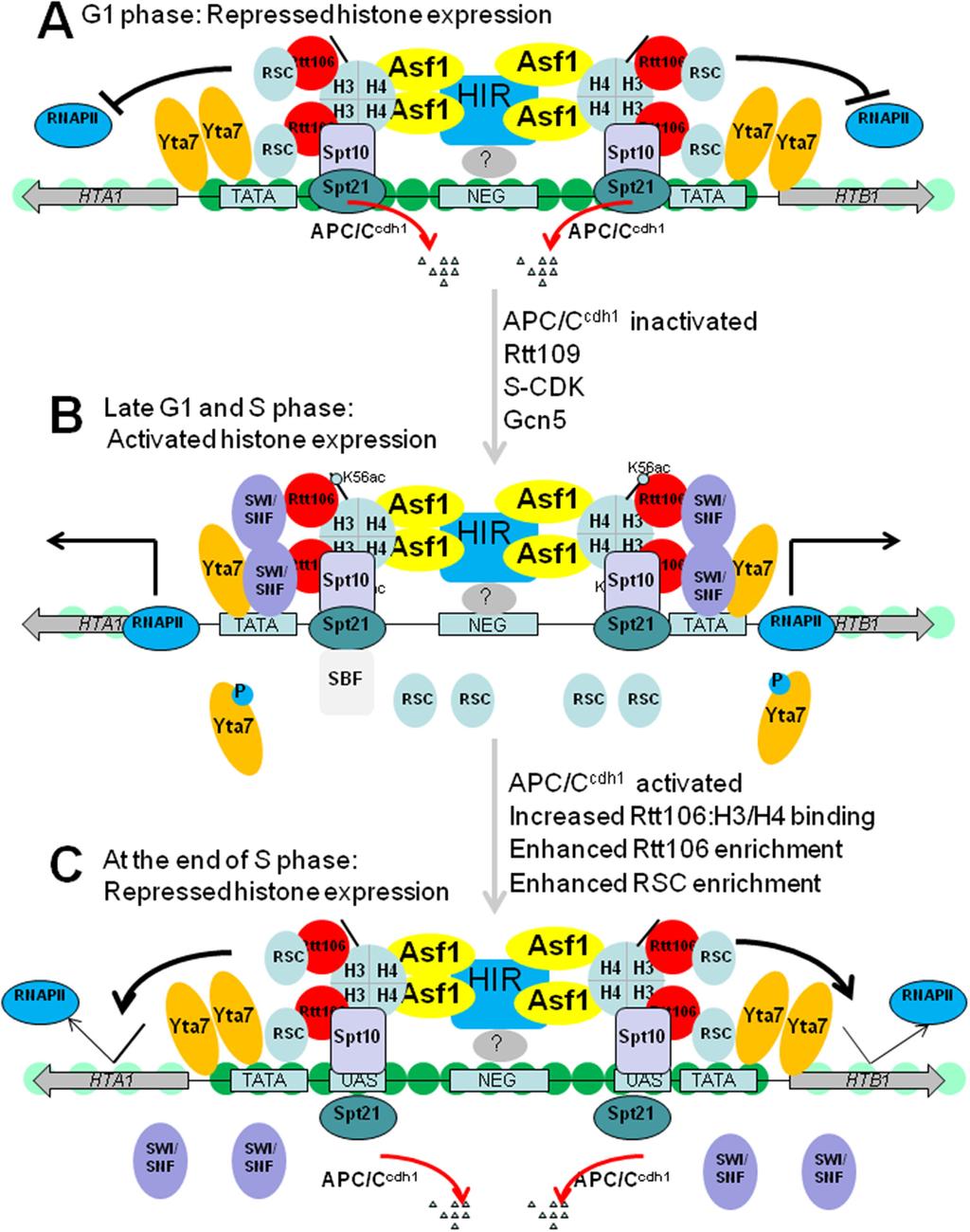 Figure 2: Model for histone gene regulation in budding yeast. (A) Repressed histone gene transcription in G1 phase.